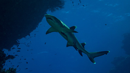 Obraz na płótnie Canvas Hai beim Tauchen in Ägypten vor blauem Hintergrund