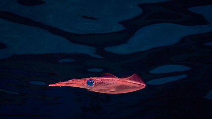 Roter Tintenfisch vor blauem Hintergrund © Heiko der Urlauber