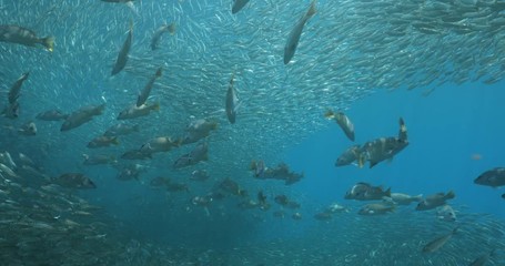 Yellow snapper (Lutjanus argentiventris), hunting sardines, reefs of Sea of Cortez, Pacific ocean. Espiritu santi island, Baja California Sur, Mexico. 