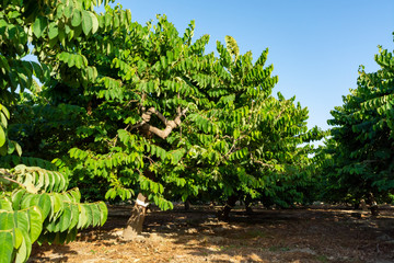 Fototapeta na wymiar Plantations of cherimoya custard apple fruits in Granada-Malaga Tropical Coast region, Andalusia, Spain, green cherimoya growing on tree