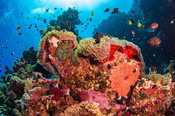 Naklejka premium Fische und Korallen im Gegenlicht vor blauem Hintergrund beim Tauchen in Ägypten