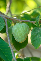 Plantations of cherimoya custard apple fruits in Granada-Malaga Tropical Coast region, Andalusia, Spain, green cherimoya growing on tree