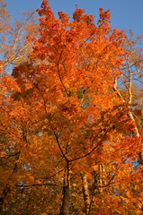 trees with bright autumn leaves against the blue sky