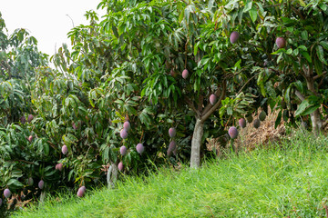 Cultivation of exotic sweet fruit mango in subtropical Malaga-Granada tropical coast region,...