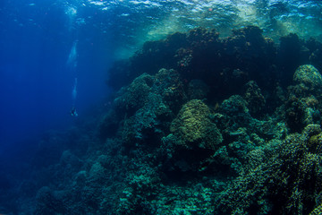 Fototapeta na wymiar Taucher im Blauwasser neben massivem Korallenriff in Ägypten