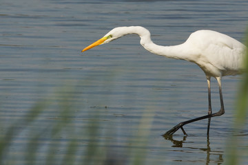 Great Egret fishing