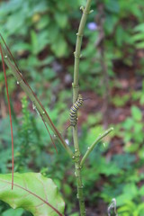 Monarch Caterpillar I