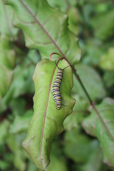 Monarch Caterpillar III