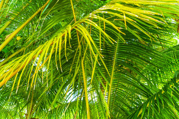 Plakat Beach summer vacation holidays background with coconut palm tree
