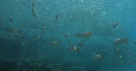 Yellow snapper (Lutjanus argentiventris), hunting sardines, reefs of Sea of Cortez, Pacific ocean. Espiritu santi island, Baja California Sur, Mexico. 