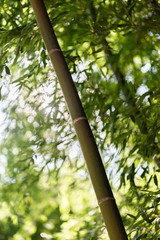 Fototapeta premium foret de bambous
