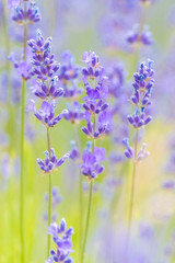 Lavender Flowers at the Plantation Field, Lavandula Angustifolia