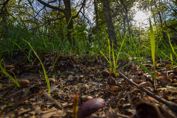 young plants in the garden