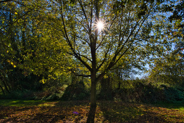 Obraz premium autumn tree, sunlight, and shadow in the park