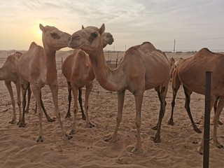 camel in desert, Kamelfarm Dromedarfarm in der Wüste 