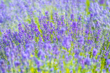 Lavender Flowers at the Plantation Field, Lavandula Angustifolia