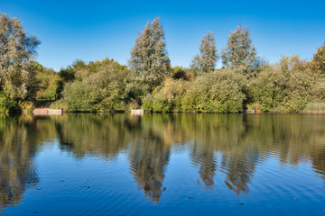 Fototapeta na wymiar forest and its reflection on a pond