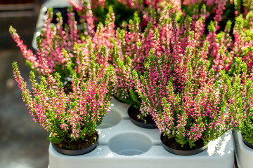 Blooming Heather Calluna potted in a flower shop. Bush of heather blossom red flowers