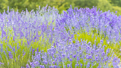 Obraz premium Lavender Flowers at the Plantation Field, Lavandula Angustifolia