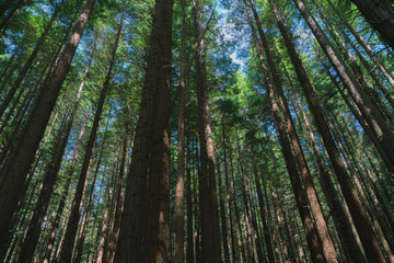 Fototapeta na wymiar Whakarewarewa Redwood Forest