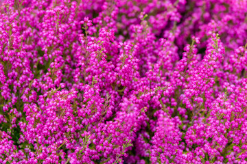 Erica elegant blooming, pink flowers of heather blossom, background
