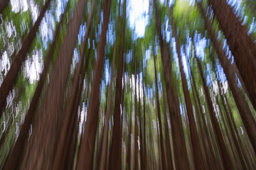 Abstract vertical blur background in Whakarewarewa Redwood Forest