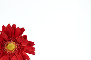 Closeup of a red gerbera with white background