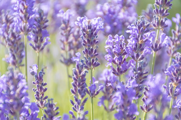 Lavender Flowers at the Plantation Field, Lavandula Angustifolia