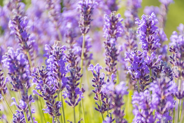 Obraz premium Lavender Flowers at the Plantation Field, Lavandula Angustifolia