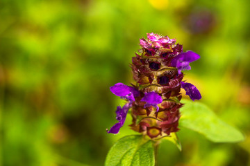 Flor morada