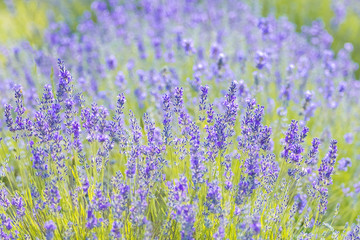 Obraz premium Lavender Flowers at the Plantation Field, Lavandula Angustifolia