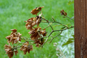 Jesień w ogrodzie - usychają i przekwitają róże © aRTI01