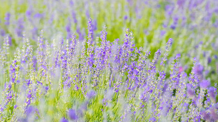 Obraz premium Lavender Flowers at the Plantation Field, Lavandula Angustifolia