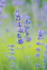 Lavender Flowers at the Plantation Field, Lavandula Angustifolia