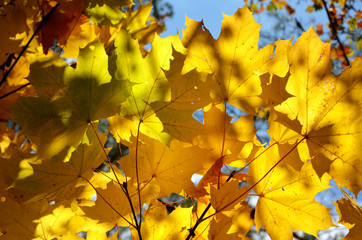 bright yellow maple leaves in autumn against a blue sky