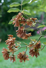 Jesień w ogrodzie - usychają i przekwitają róże © aRTI01