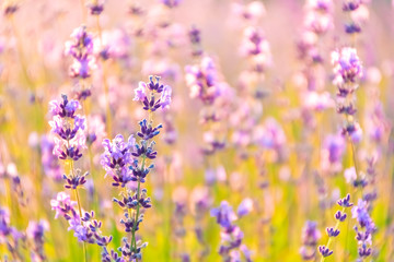 Lavender Flowers at the Plantation Field at the Sunset, Lavandula Angustifolia