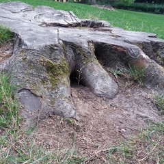 tree stump