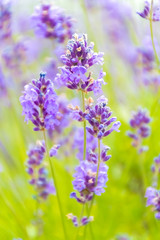 Lavender Flowers at the Plantation Field, Lavandula Angustifolia