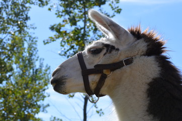 A llama at the farm