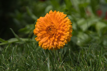 aster flowers in a garden