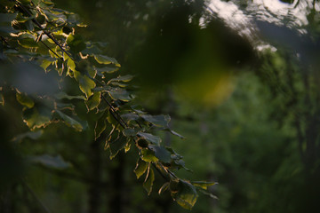 Obraz na płótnie Canvas tree branch close up