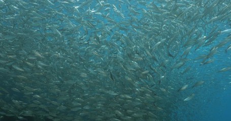 Flatiron Herring baitball from the islands of the sea of Cortez, Mexico.
