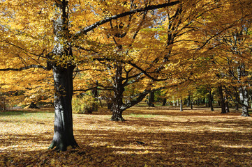Plakat Autumn trees in Lazienki park, Warsaw