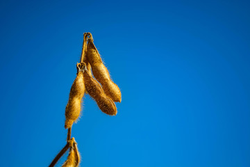 pods of ripe soybeans in a field in autumn on a sunny day