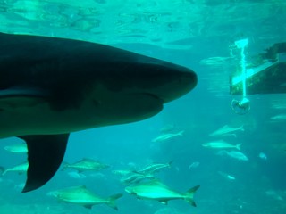 Fototapeta premium great white shark