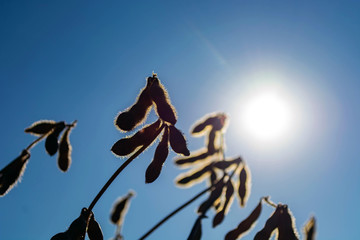 pods of ripe soybeans in a field in autumn on a sunny day