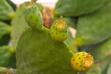 green and ripe prickly pears