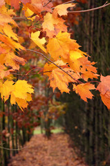 maple leaves in autumn bright yellow-red maple leaves in autumn in the forest