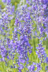 Lavender Flowers at the Plantation Field, Lavandula Angustifolia